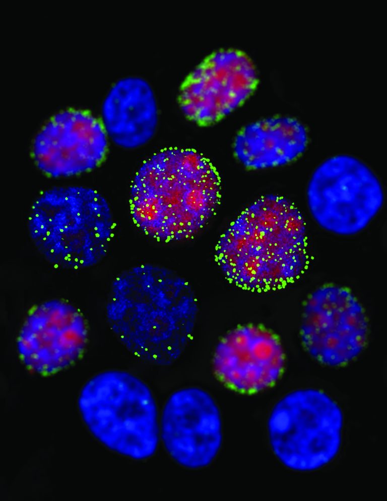 » Joint paper of BSCS and ERIBA in Nature Cell Biology